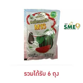M16 เมล็ดแตงโม